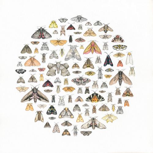 Dani Williams - 100 Moths
