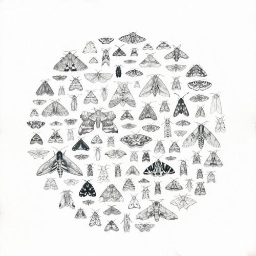 Dani Williams - 100 black and white moths