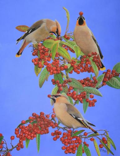Dennis Green - Waxwings