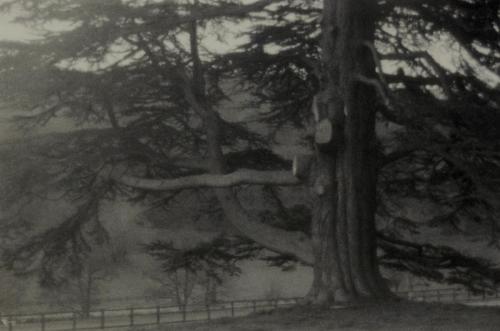 Lauren Seatter-Messer - Cedar of Lebanon