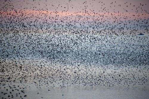Marianne Van Loo - Murmurations