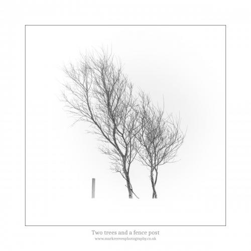 Two trees and a fence post